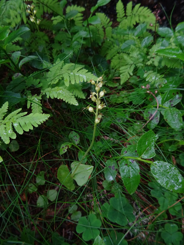 Listera cordata